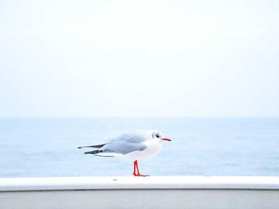 电子游戏策略